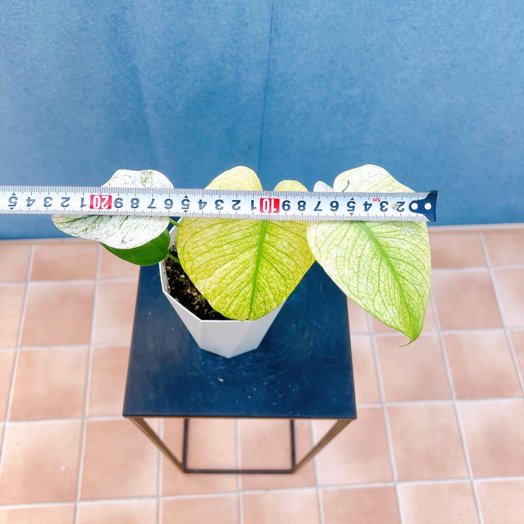 現品　モンステラ　ホワイトモンスター　41番　希少　観葉植物　インテリアグリーン