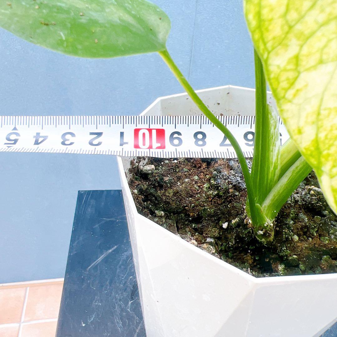 現品　モンステラ　ホワイトモンスター　41番　希少　観葉植物　インテリアグリーン