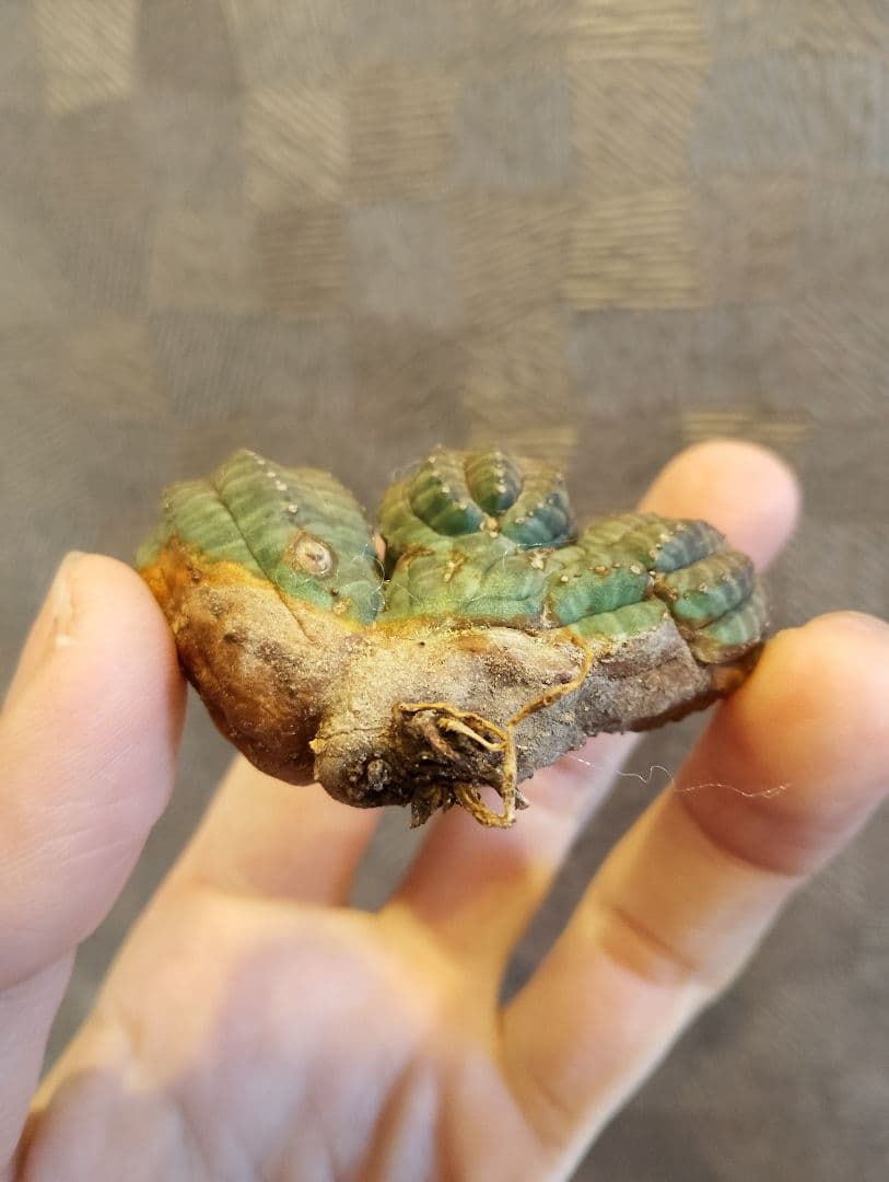 特選 ユーフォルビア オベサ 多頭 3ヘッド