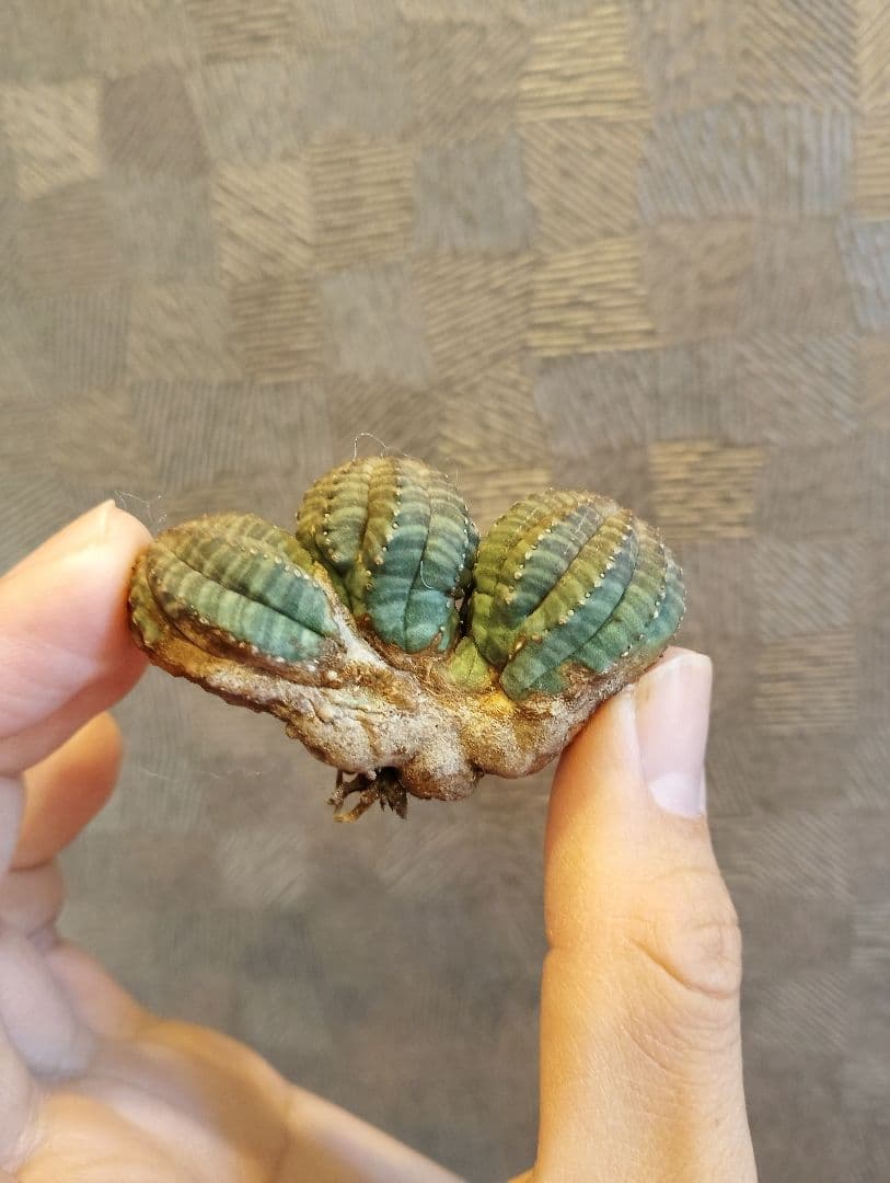 特選 ユーフォルビア オベサ 多頭 3ヘッド