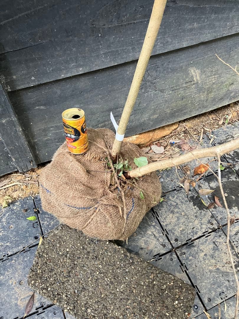 85 山採り　ハシバミ