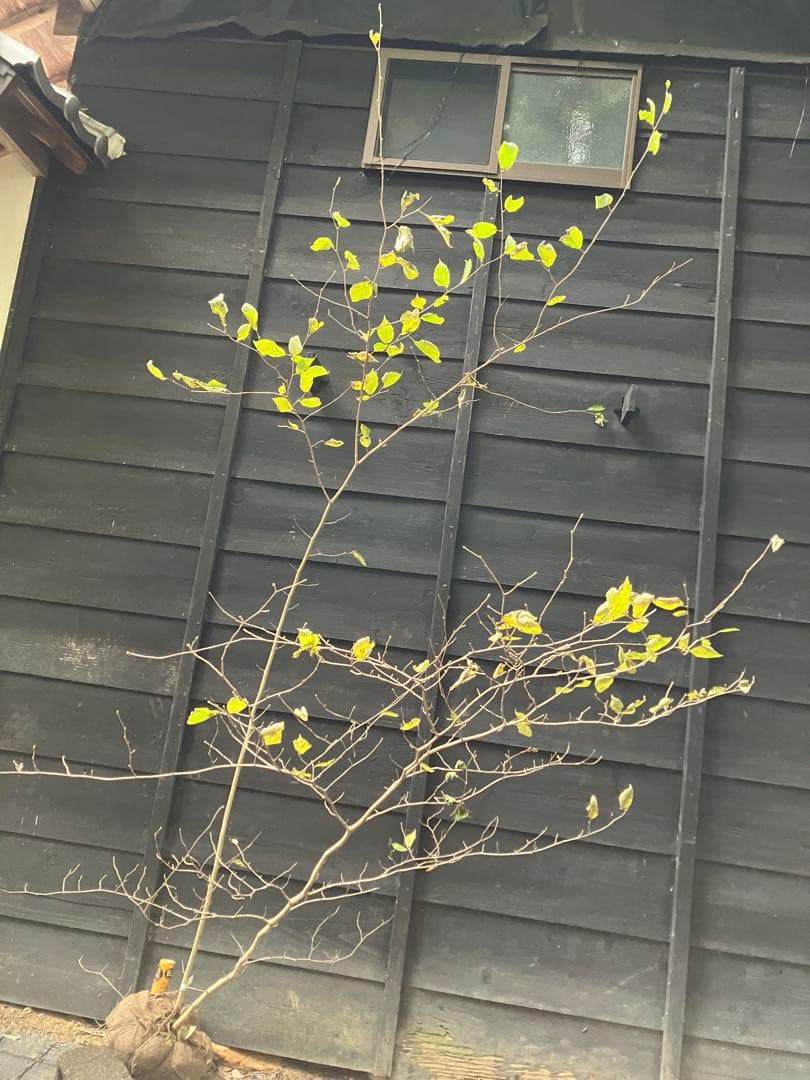 85 山採り　ハシバミ