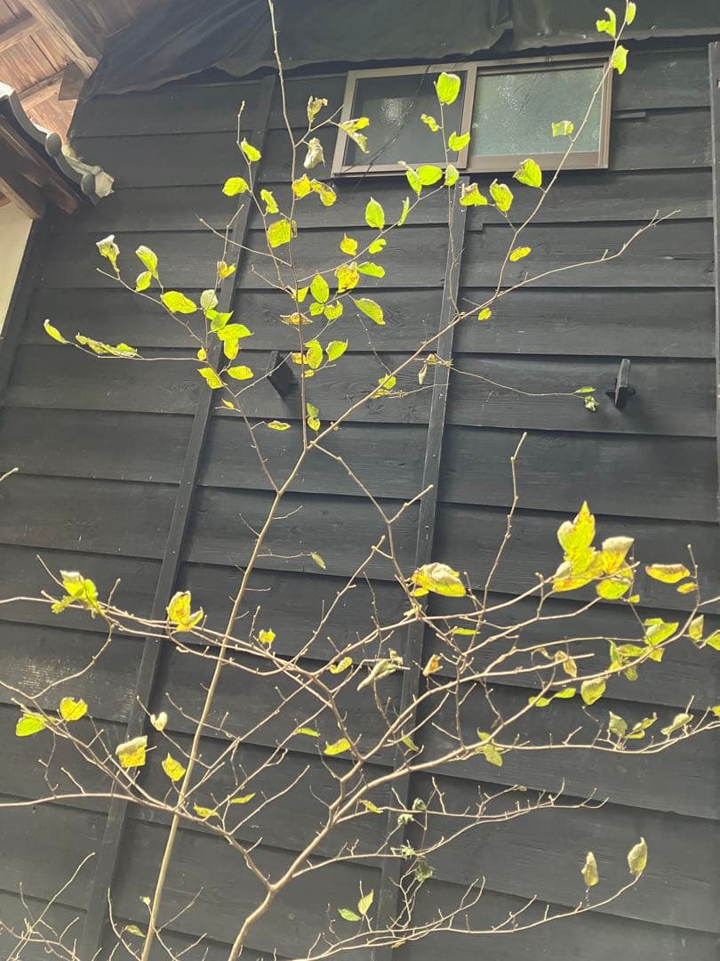 85 山採り　ハシバミ