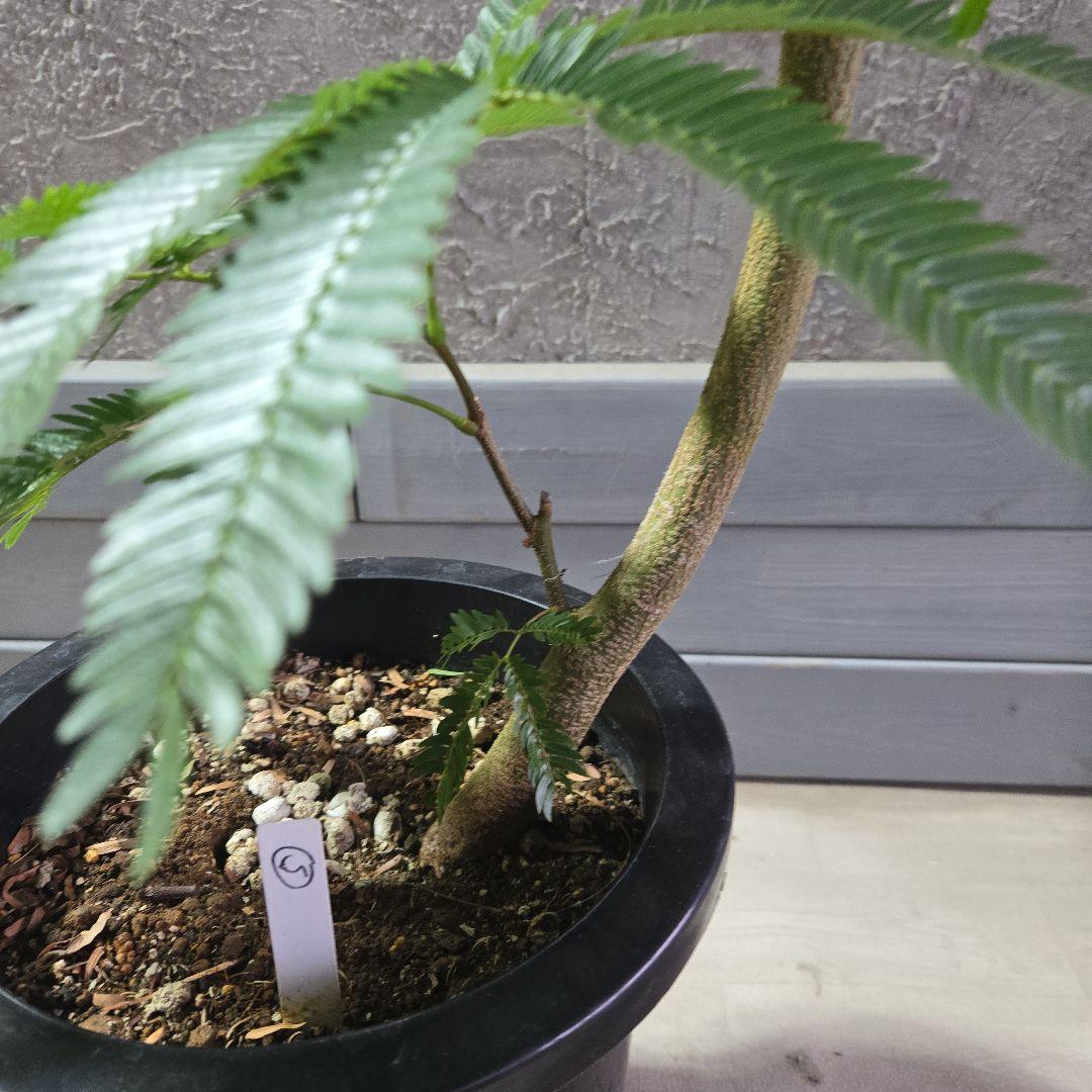 ⑤　エバーフレッシュ曲がり仕立て　8号特大苗木最高等級極上品‼️