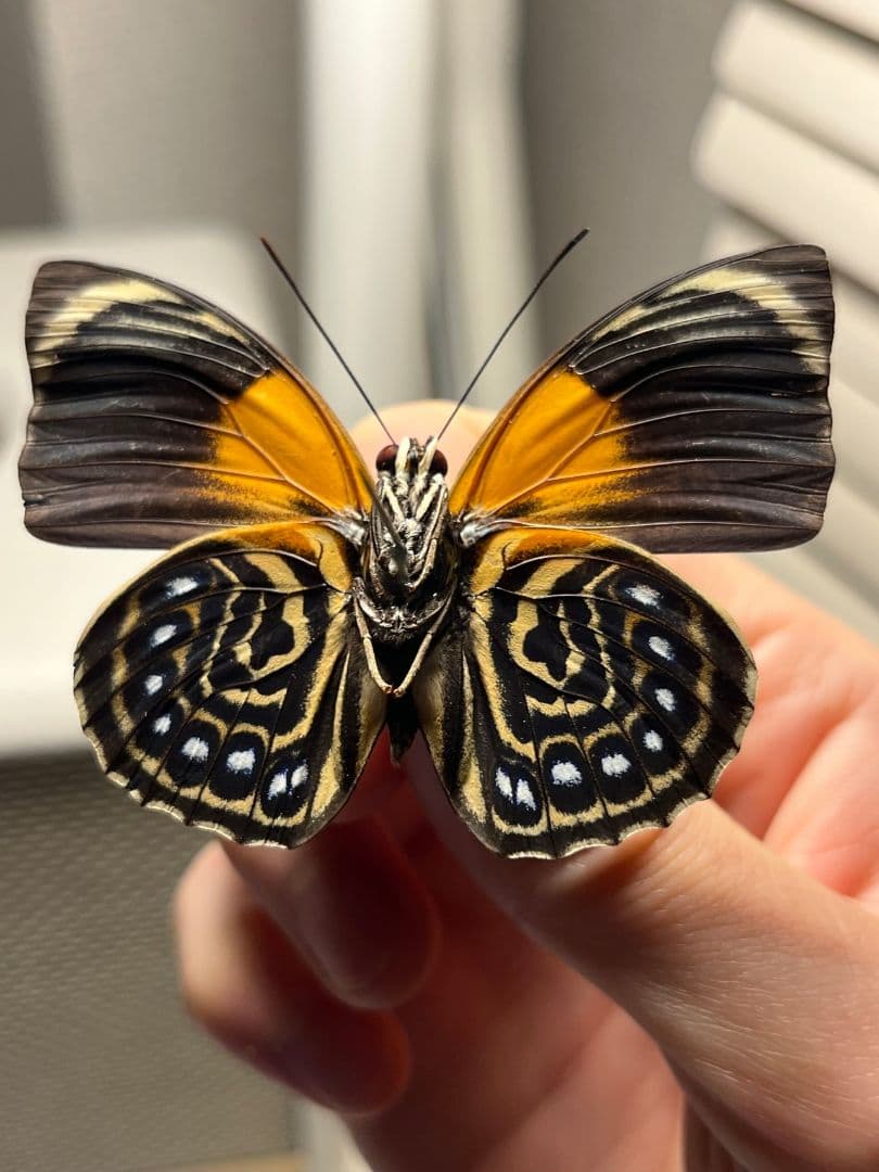 アグリアスファルキドンフルニエラ♂ ファルキドンミイロタテハ 蝶標本