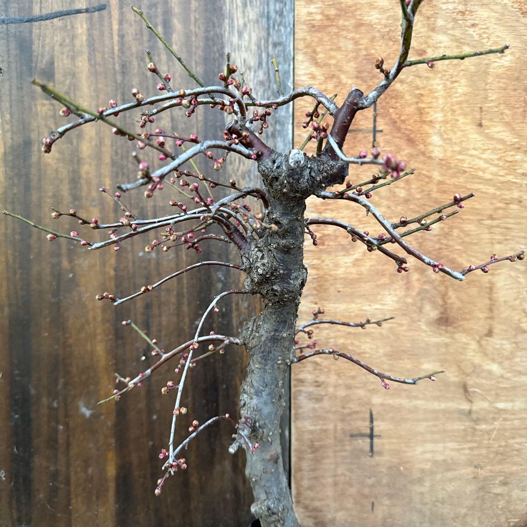 梅　盆栽　思いのまま　大株