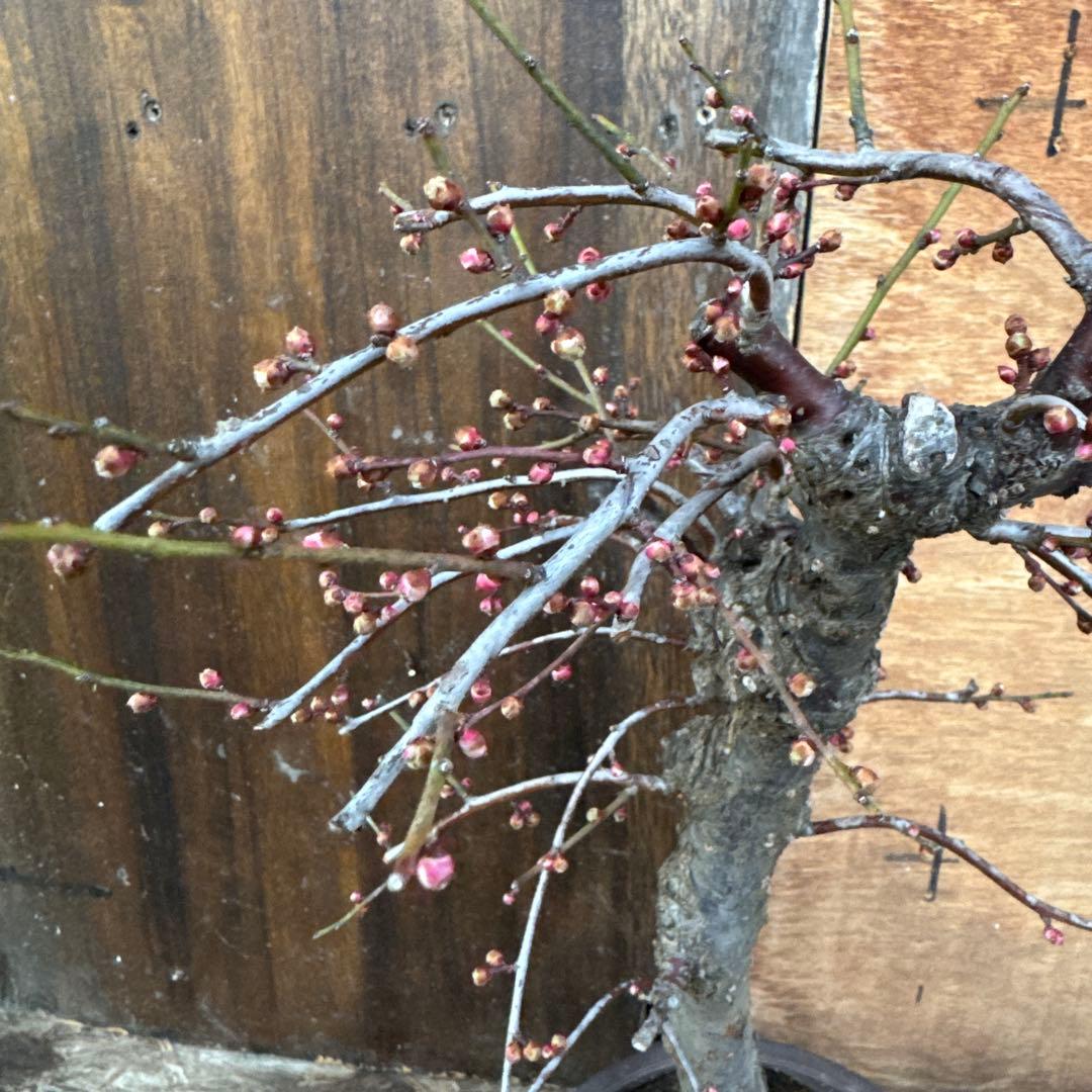 梅　盆栽　思いのまま　大株