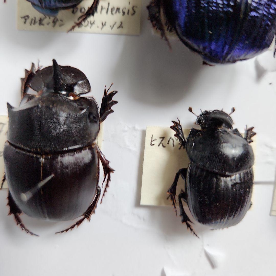 昆虫標本(ダイコク、オオダイコク)海外