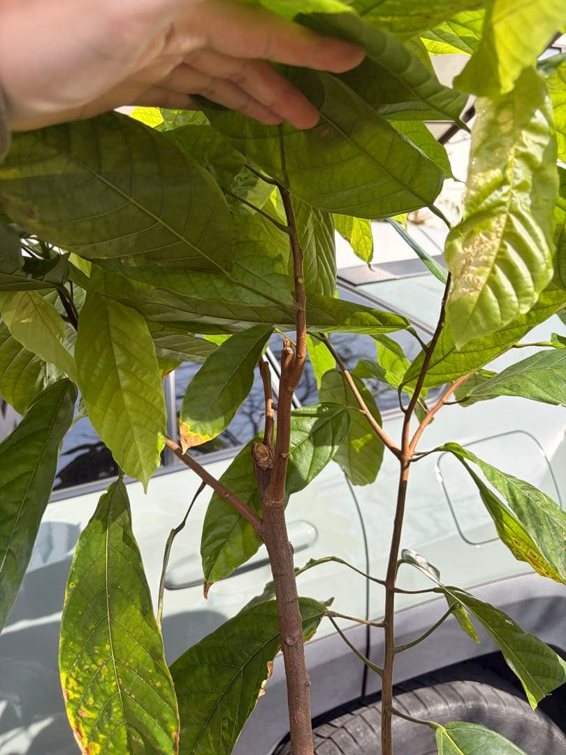 1.5mサイズ特大カカオの木 フォラステロ種