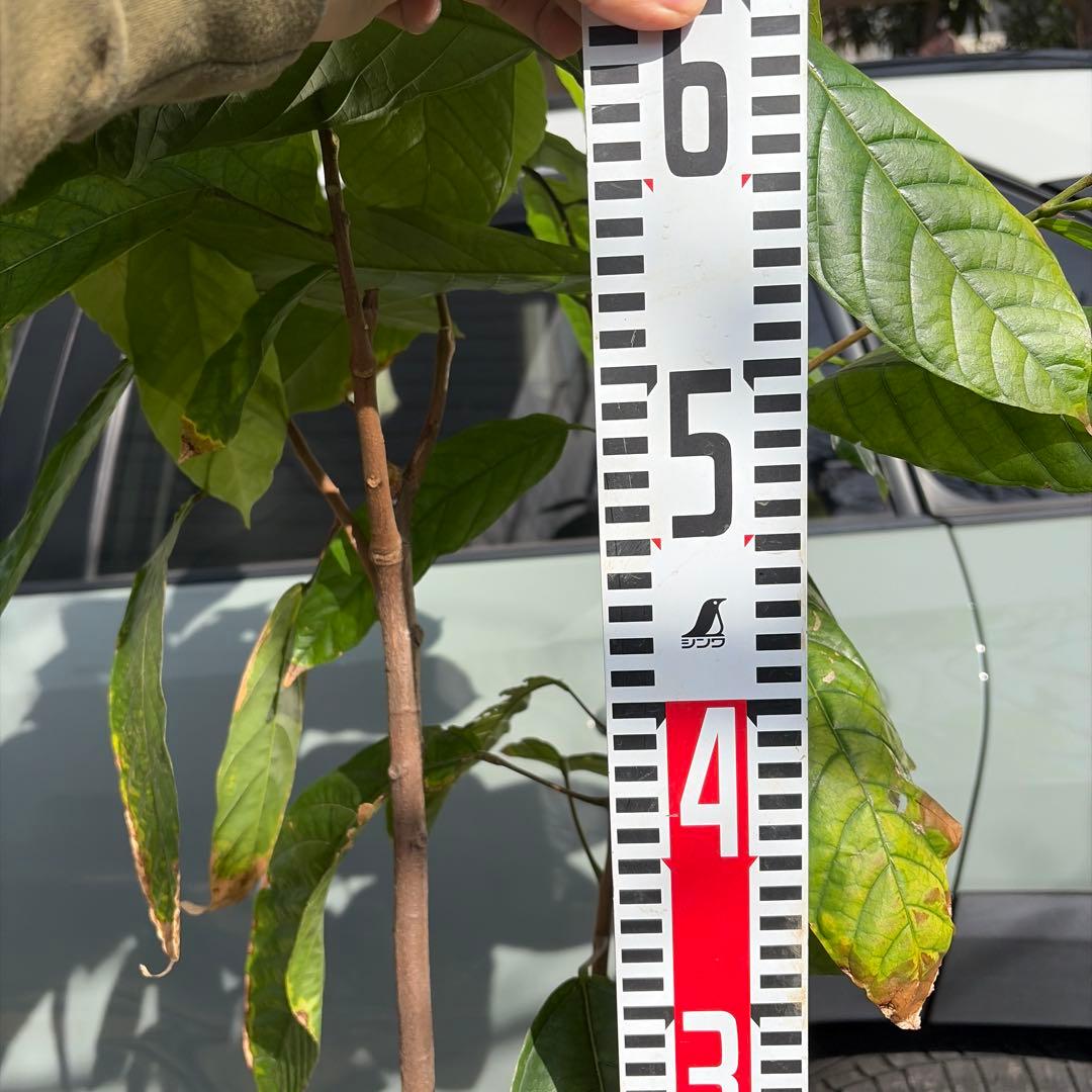 1.5mサイズ特大カカオの木 フォラステロ種