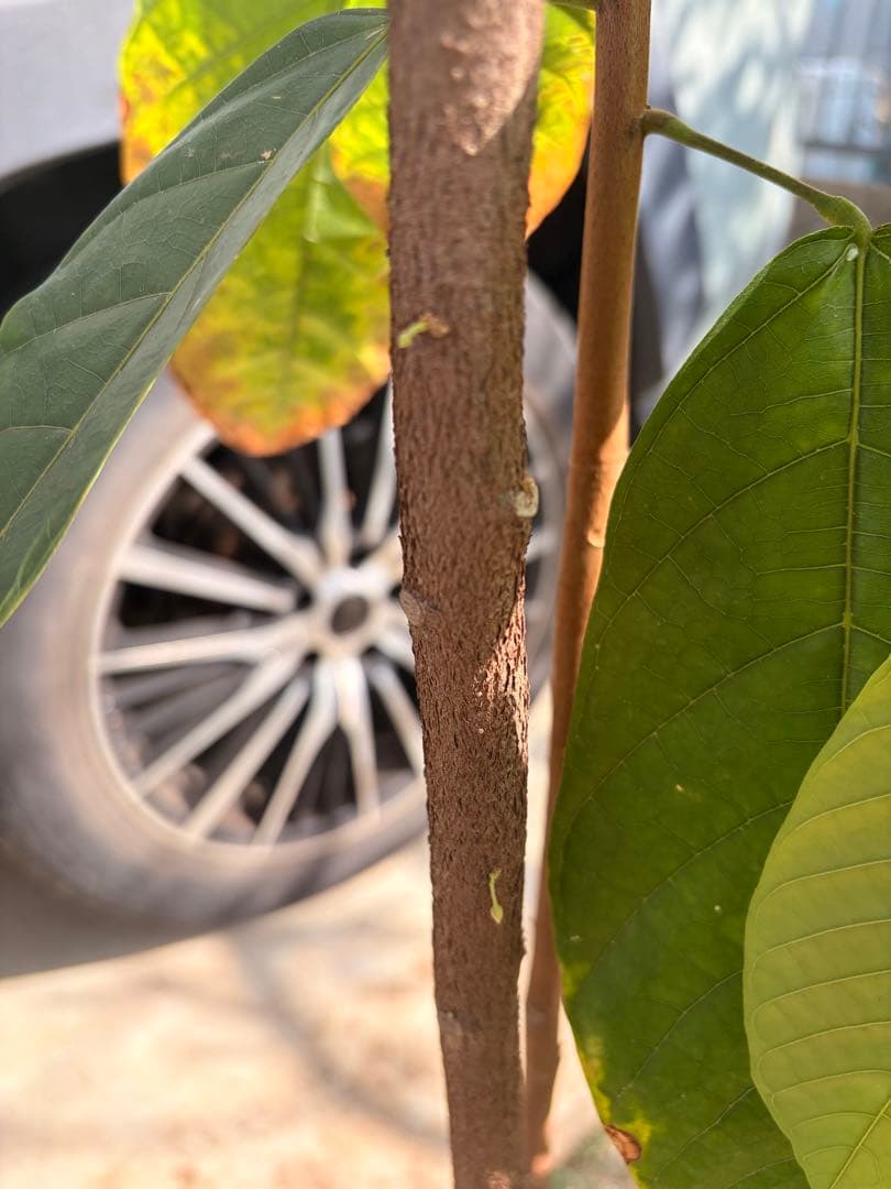 1.5mサイズ特大カカオの木 フォラステロ種