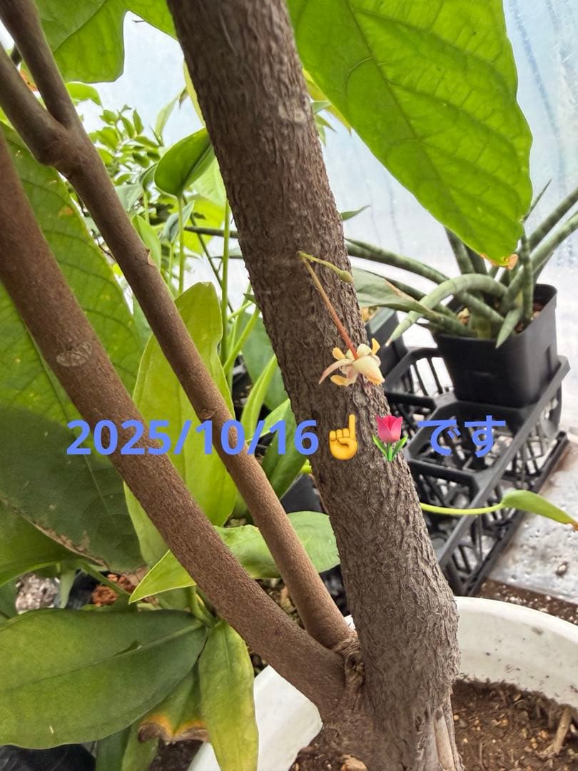 1.5mサイズ特大カカオの木 フォラステロ種