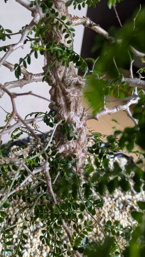 実生9年　鉢底から1m越　オペルクリカリア　パキプス　塊根　引取希望