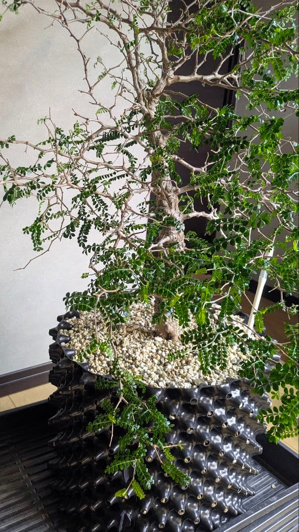 実生9年　鉢底から1m越　オペルクリカリア　パキプス　塊根　引取希望