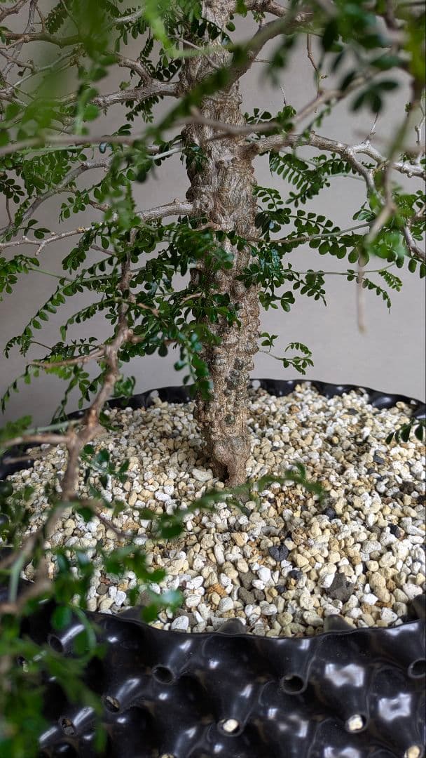 実生9年　鉢底から1m越　オペルクリカリア　パキプス　塊根　引取希望