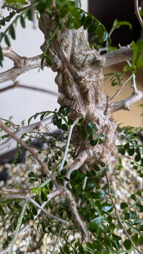 実生9年　鉢底から1m越　オペルクリカリア　パキプス　塊根　引取希望