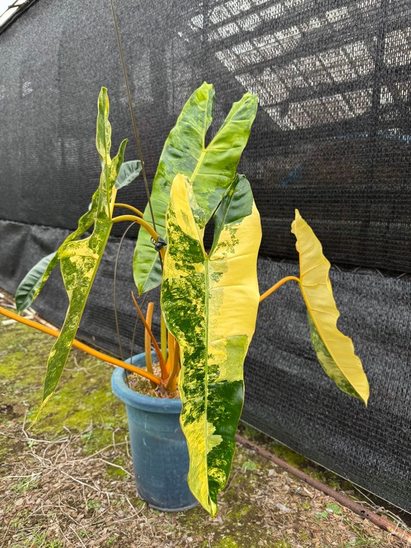 フィロデンドロン　ビレッティア　美斑入り　親株サイズ　送料込み