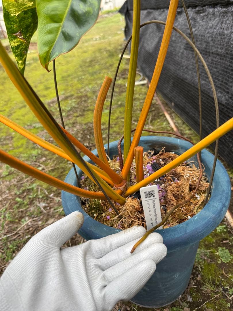 フィロデンドロン　ビレッティア　美斑入り　親株サイズ　送料込み