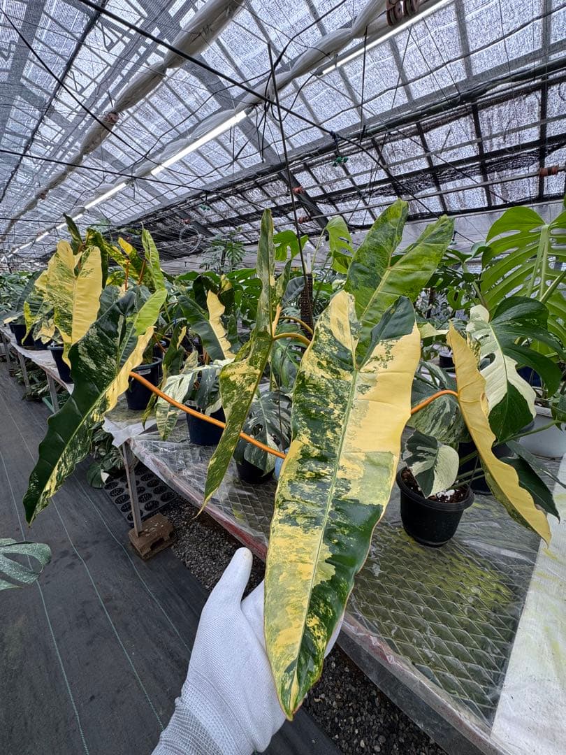 フィロデンドロン　ビレッティア　美斑入り　親株サイズ　送料込み