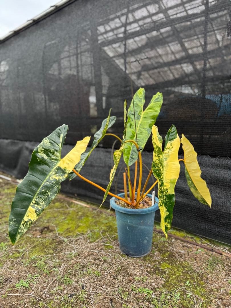 フィロデンドロン　ビレッティア　美斑入り　親株サイズ　送料込み