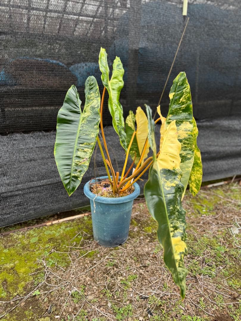 フィロデンドロン　ビレッティア　美斑入り　親株サイズ　送料込み