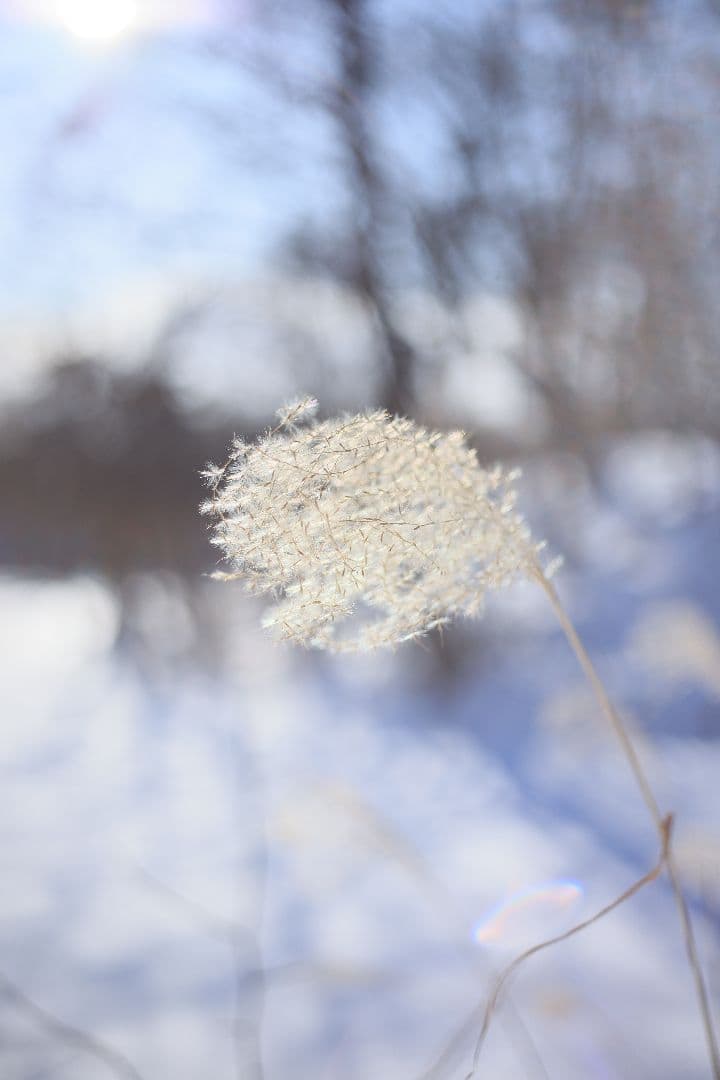 RICOH XR RIKENON 50mm F2 第一世代 【美品】