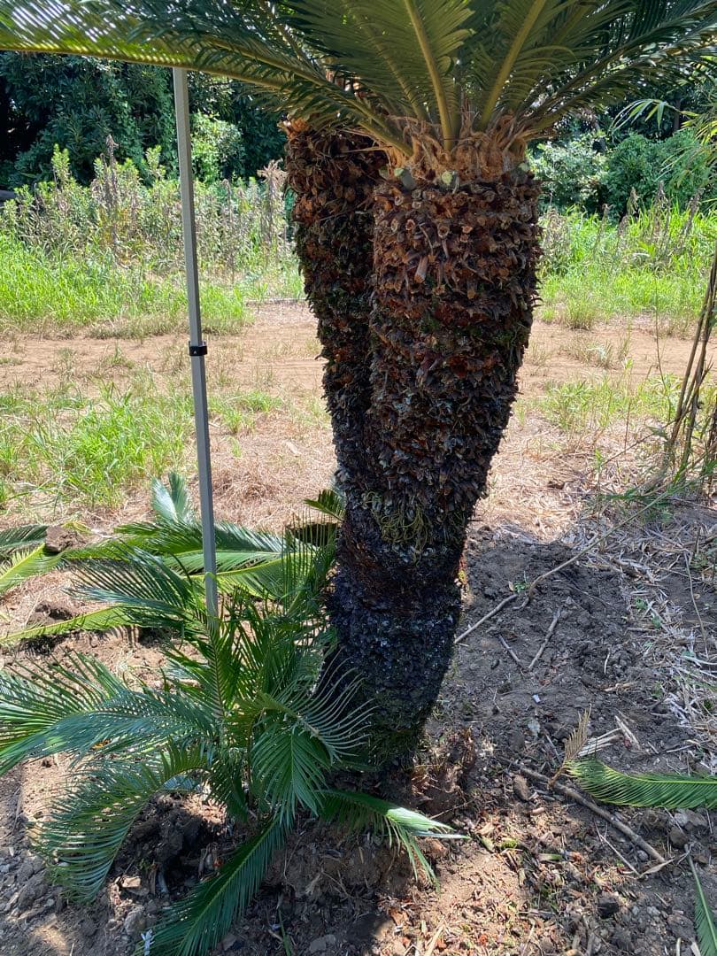 ロゼ。蘇轍ダブルヘッド　引き取り限定ソテツ