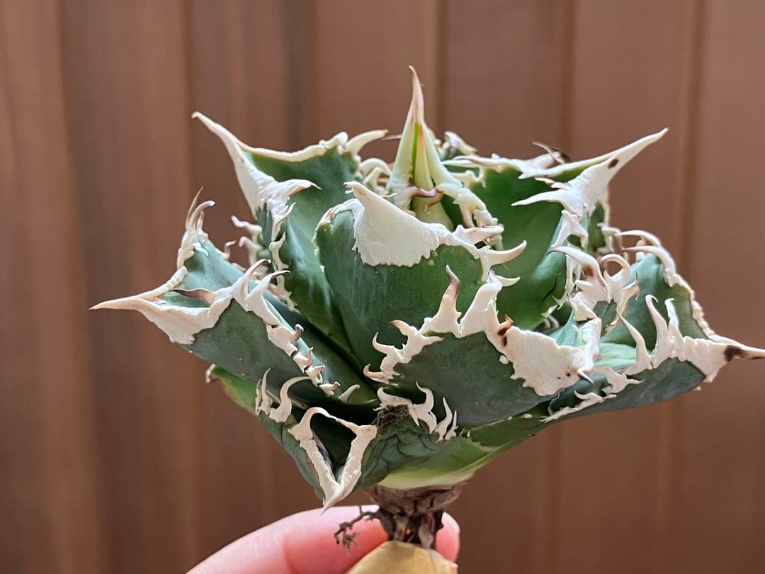 【初売り】76 超選抜　太棘　子株付　バンド幅大　アガベ　白豪刺TC ⑨【速達】