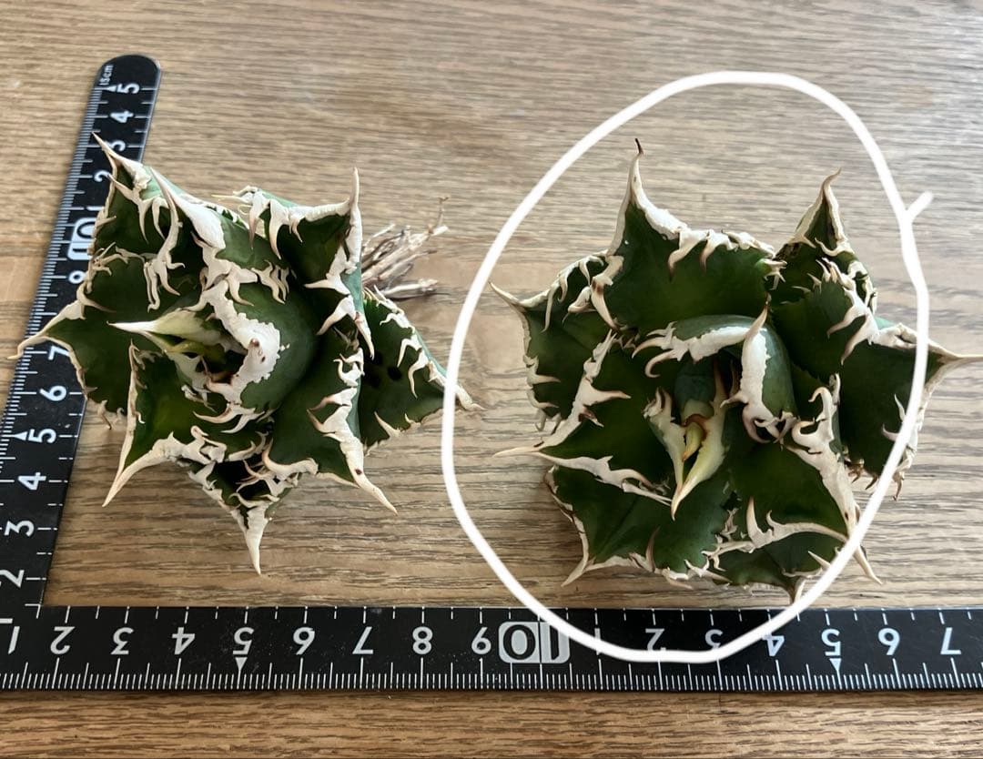 【初売り】76 超選抜　太棘　子株付　バンド幅大　アガベ　白豪刺TC ⑨【速達】