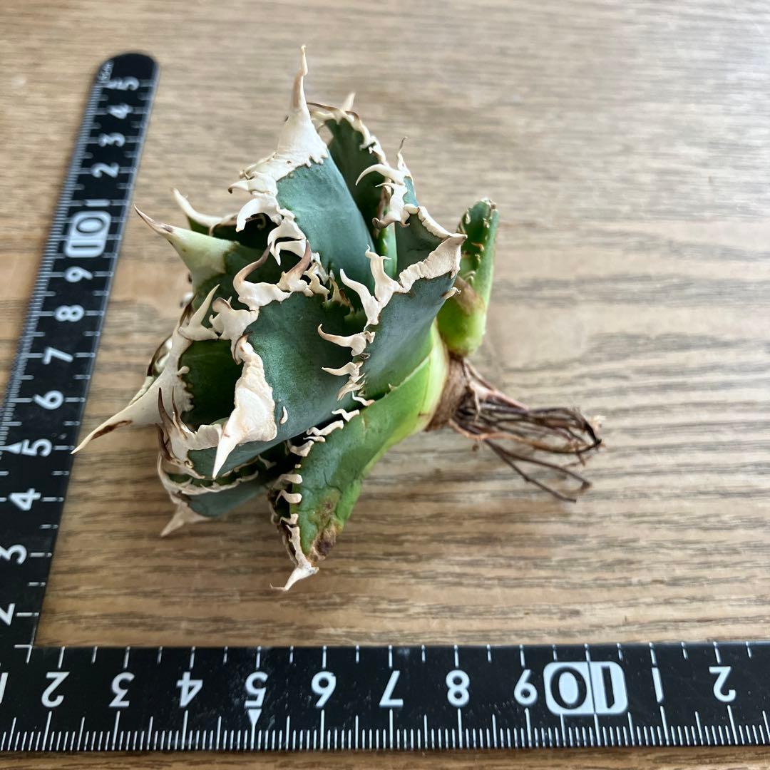 【初売り】76 超選抜　太棘　子株付　バンド幅大　アガベ　白豪刺TC ⑨【速達】