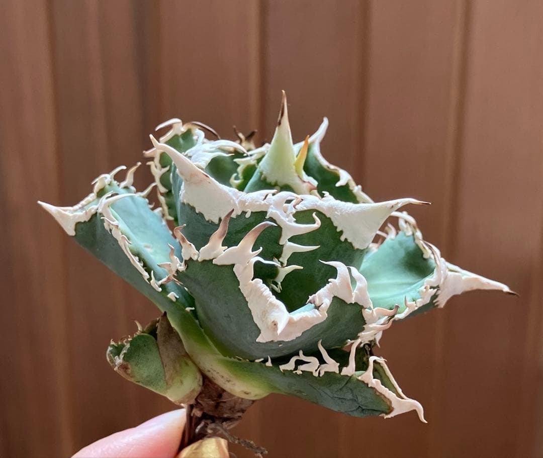 【初売り】76 超選抜　太棘　子株付　バンド幅大　アガベ　白豪刺TC ⑨【速達】