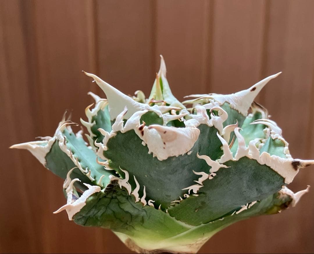 【初売り】76 超選抜　太棘　子株付　バンド幅大　アガベ　白豪刺TC ⑨【速達】