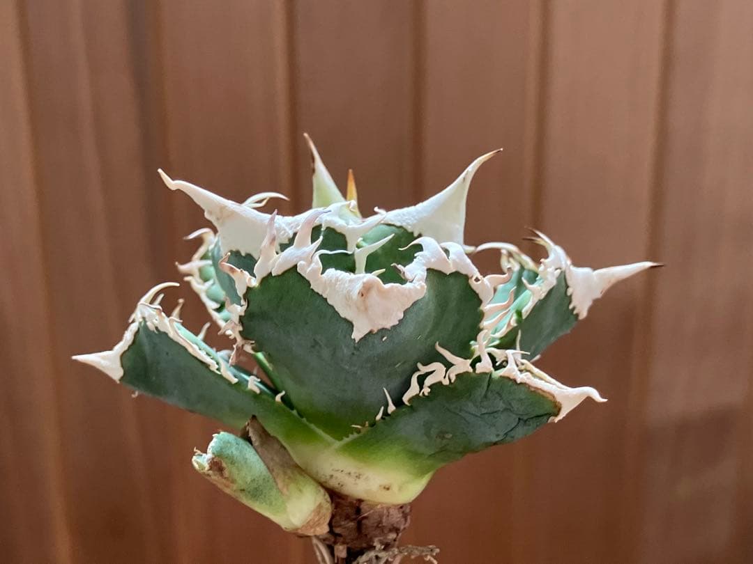 【初売り】76 超選抜　太棘　子株付　バンド幅大　アガベ　白豪刺TC ⑨【速達】