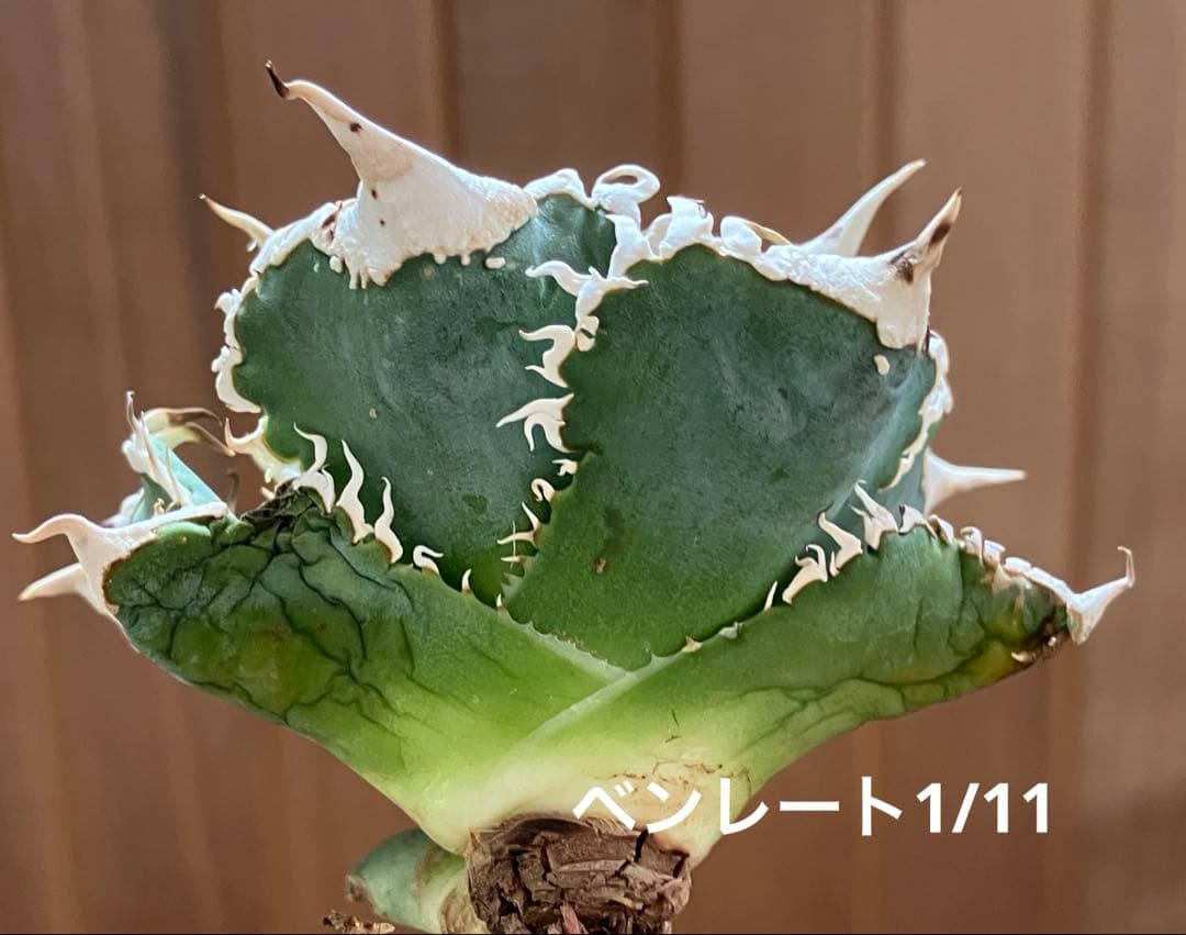 【初売り】76 超選抜　太棘　子株付　バンド幅大　アガベ　白豪刺TC ⑨【速達】