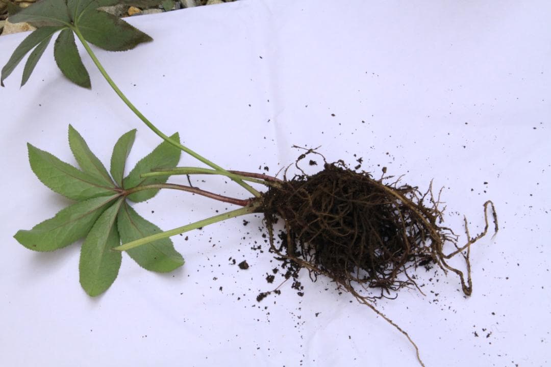 くり様ご確認用　クリスマスローズ未開花株（株分け　小さめ）