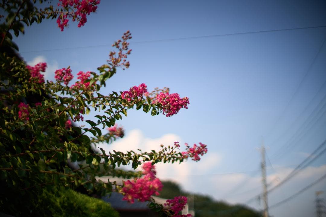 フィルムカメラ Canon New FD 50mm F1.2