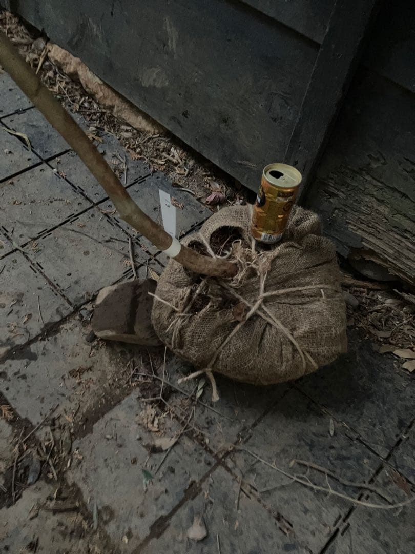 61 山採り　ミツバツツジ