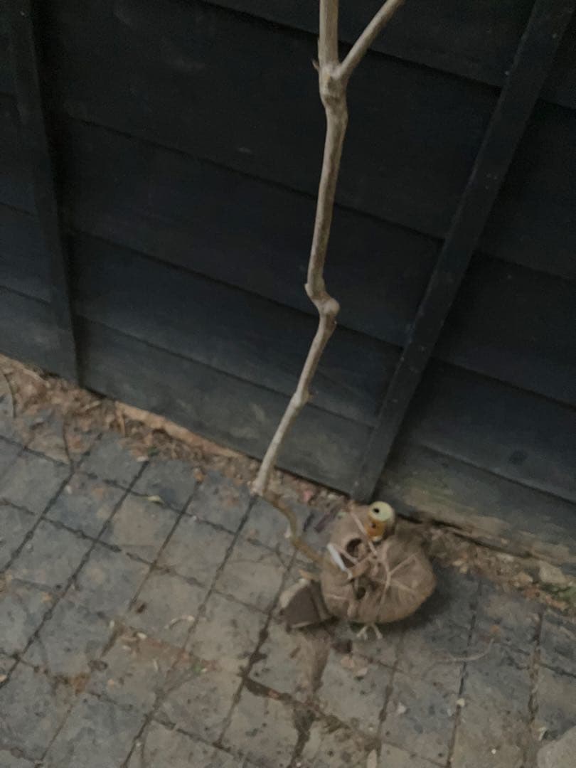 61 山採り　ミツバツツジ