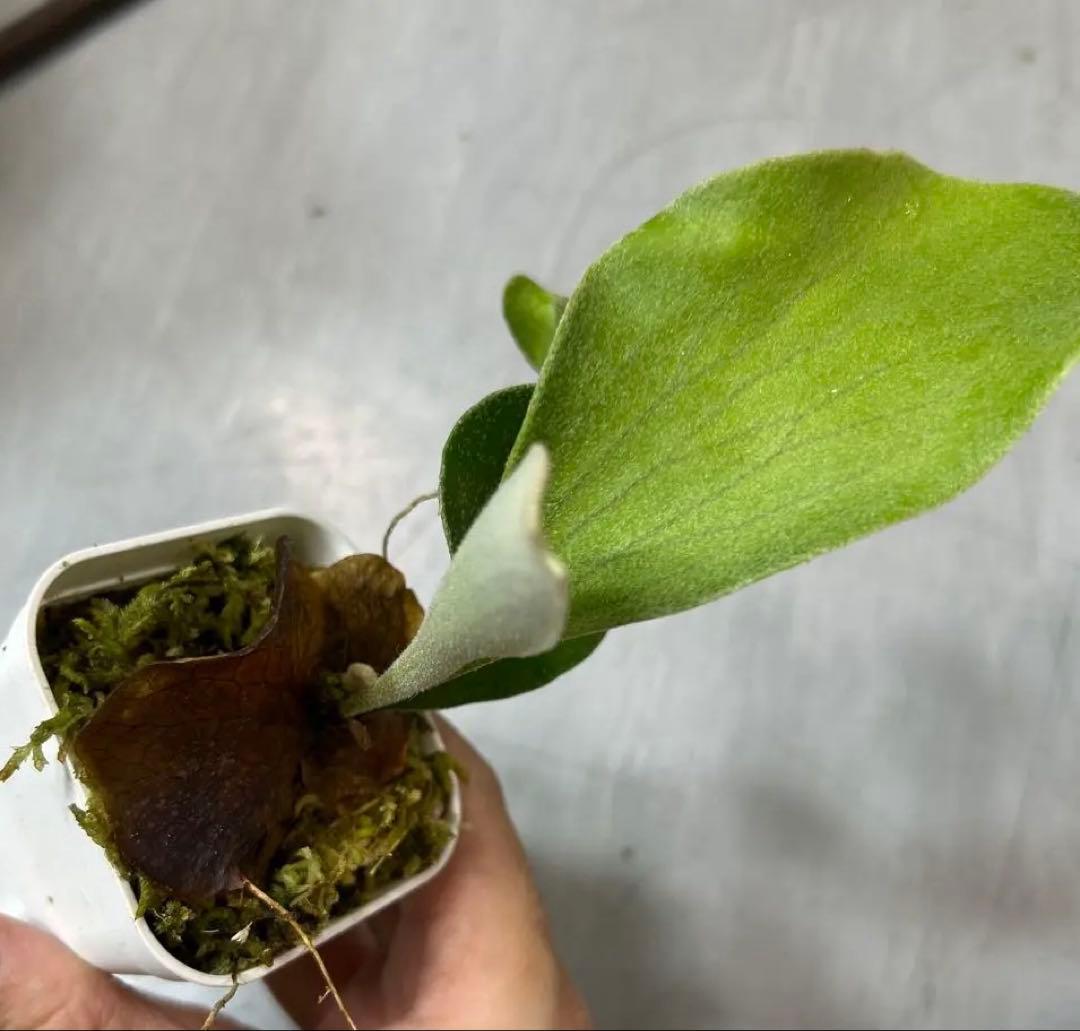 HAS.AR spore ビカクシダ ②