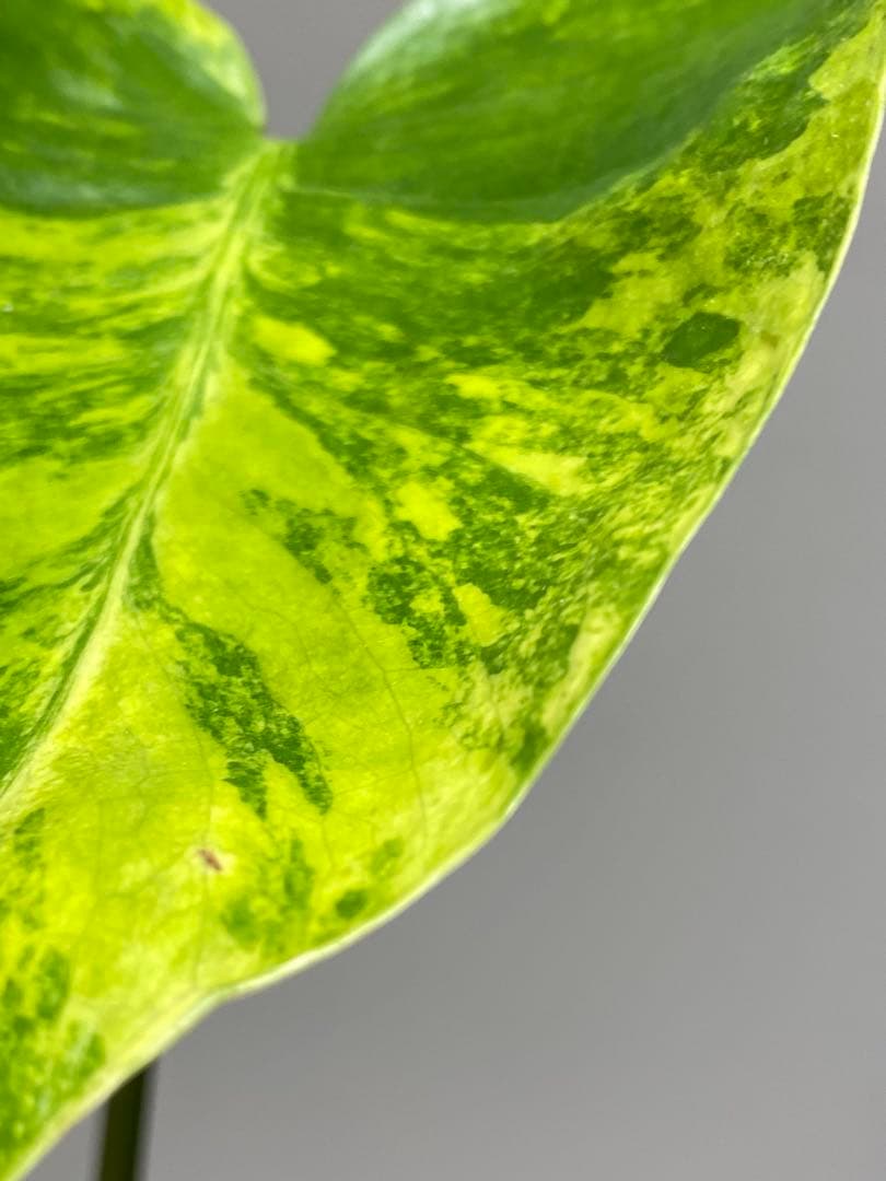 【これは本物です✨】モンステラ　イエローマリリン　黄斑　オーレア　希少　人気‼️