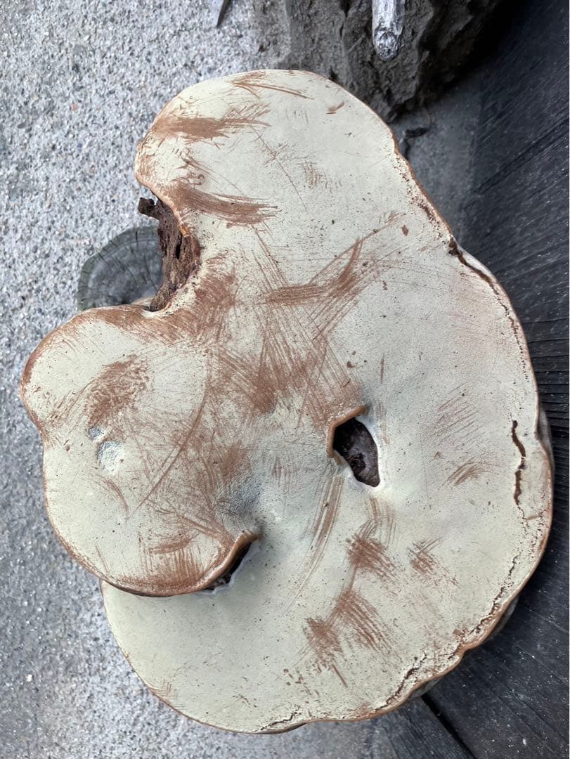 霊芝　さるのこしかけ　天然