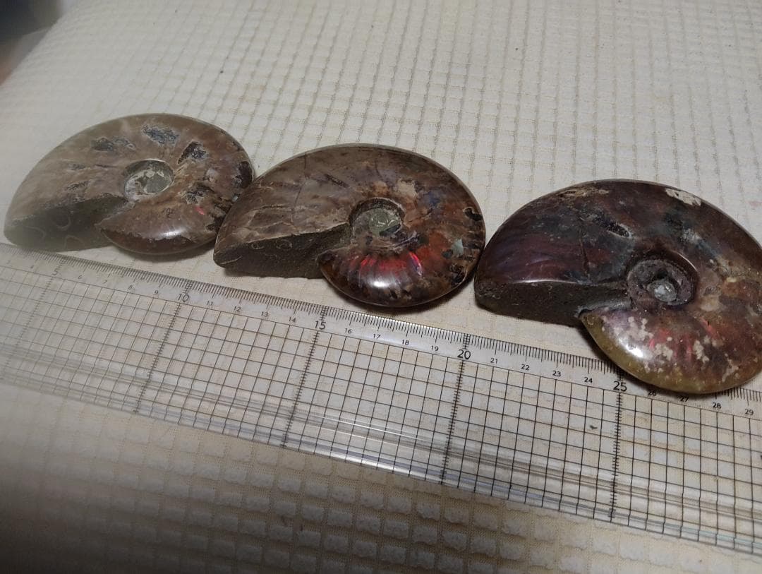 化石 アンモナイト オパール化 遊色 レインボー３点 9800an0814