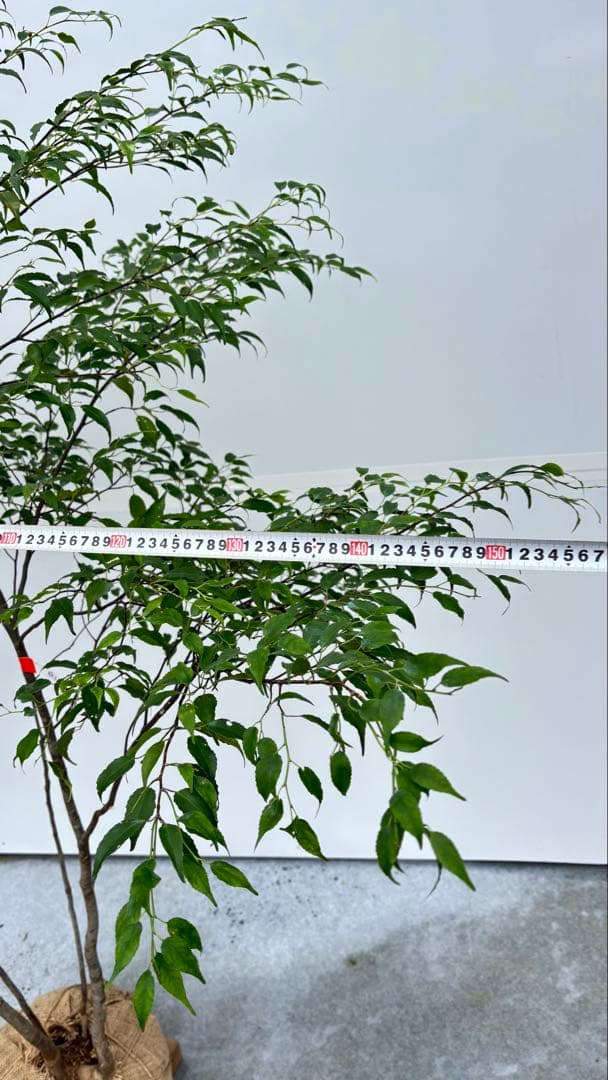 美しい樹形が魅力的 山採り ハイノキ 株立 693 樹高1.8m位 高級樹