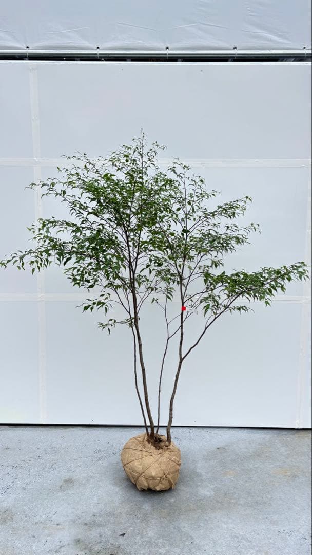 美しい樹形が魅力的 山採り ハイノキ 株立 693 樹高1.8m位 高級樹