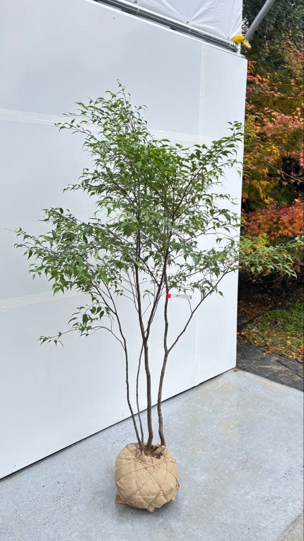 美しい樹形が魅力的 山採り ハイノキ 株立 693 樹高1.8m位 高級樹