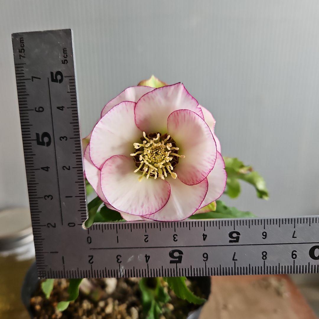 ㉖-425クリスマスローズ