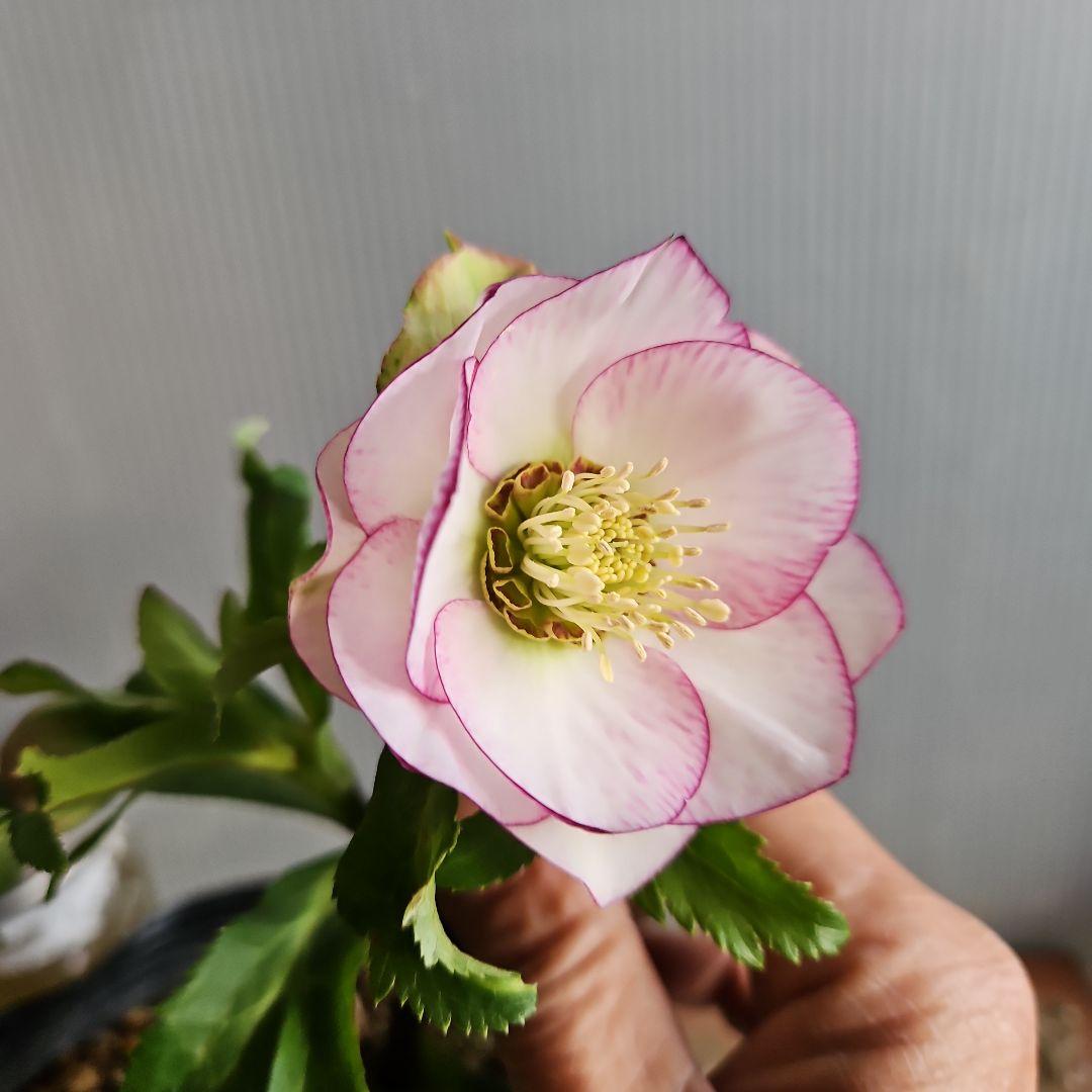 ㉖-425クリスマスローズ