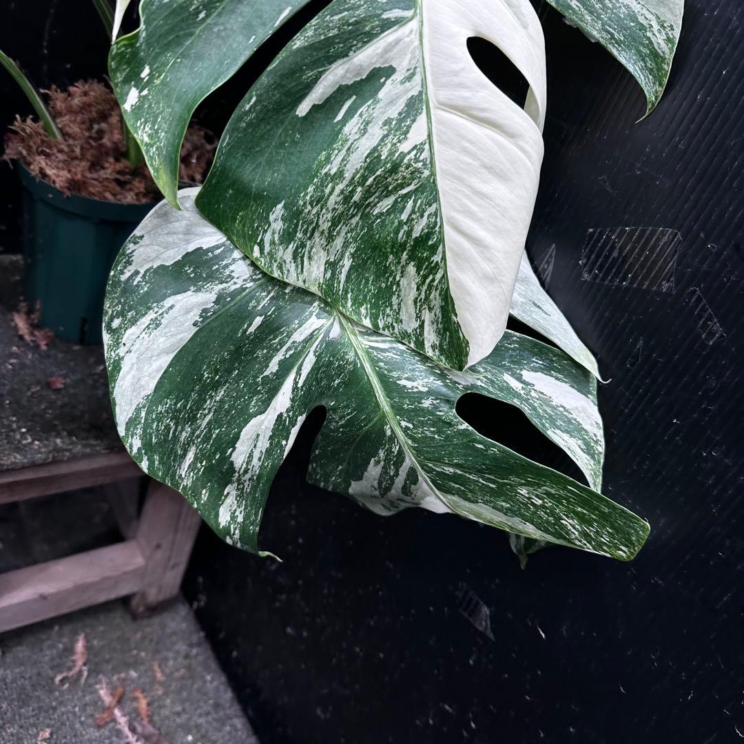 み*え様 斑入りモンステラ ホワイトタイガー極美大株69cm白斑多