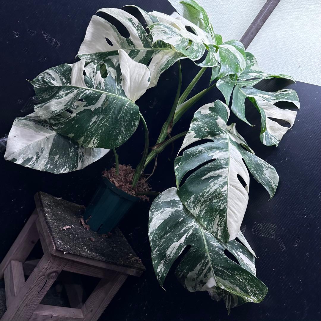 み*え様 斑入りモンステラ ホワイトタイガー極美大株69cm白斑多