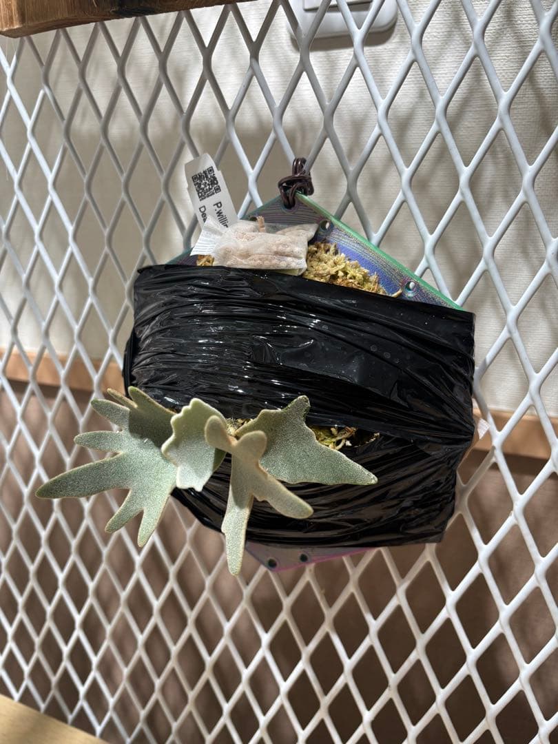 ビカクシダ　OMG スポア